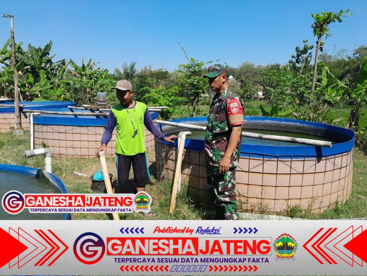 Babinsa Berikan Pendampingan Budidaya Kolam Ikan Lele di Desa Tegaldowo Babinsa Berikan Pendampingan Budidaya Kolam Ikan Lele di Desa Tegaldowo