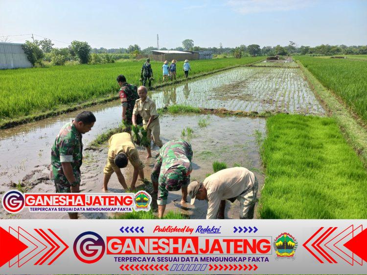 Babinsa Sawit Dampingi Petani Tanam Padi, Dukung Ketahanan Pangan Nasional