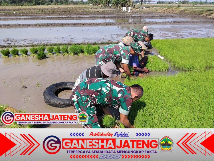 Zuhud Turun Sawah, Bantu Petani Cabut Bibit Padi Zuhud Turun Sawah, Bantu Petani Cabut Bibit Padi