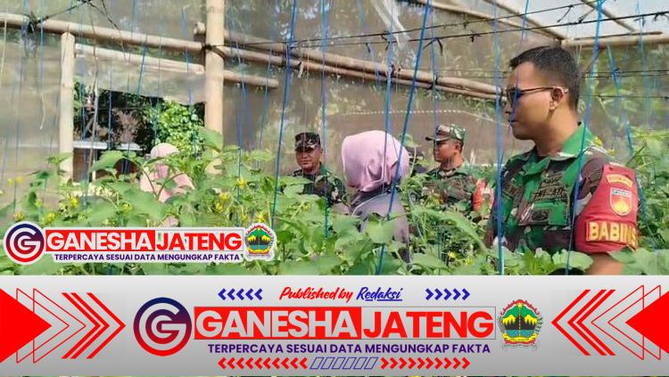 Babinsa Dampingi UMKM “Makmur Tani” Tingkatkan Produktivitas Tanaman Tomat di Sragen Babinsa Dampingi UMKM “Makmur Tani” Tingkatkan Produktivitas Tanaman Tomat di Sragen