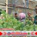 Babinsa Dampingi UMKM “Makmur Tani” Tingkatkan Produktivitas Tanaman Tomat di Sragen