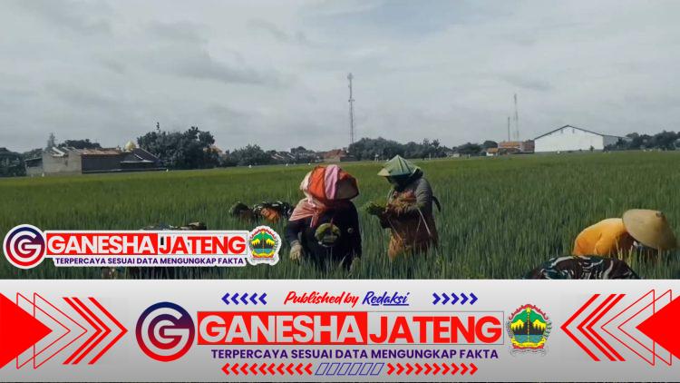 Babinsa Bantu Petani Bersihkan Gulma dan Lakukan Penyulaman Padi Babinsa Bantu Petani Bersihkan Gulma dan Lakukan Penyulaman Padi