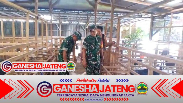 Babinsa Pantau Kesehatan dan Kebersihan Kandang Kambing Perah Dukung Peternak Tingkatkan Produktivitas
