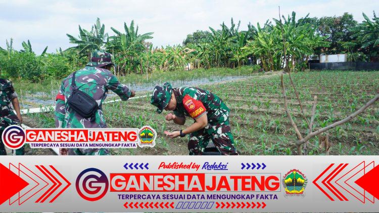 Ketahanan Pangan Jadi Prioritas, Dansatgas TMMD Reguler Ke-125 Kodim 0735/Surakarta Cek Progres Penanaman Jagung Ketahanan Pangan Jadi Prioritas, Dansatgas TMMD Reguler Ke-125 Kodim 0735/Surakarta Cek Progres Penanaman Jagung