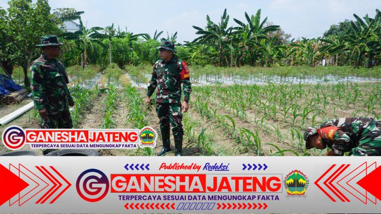 Dansatgas TMMD Reguler Ke-125 Kodim 0735/Surakarta Cek Lahan Ketahanan Pangan Dan Progres Penanaman Jagung Dansatgas TMMD Reguler Ke-125 Kodim 0735/Surakarta Cek Lahan Ketahanan Pangan Dan Progres Penanaman Jagung
