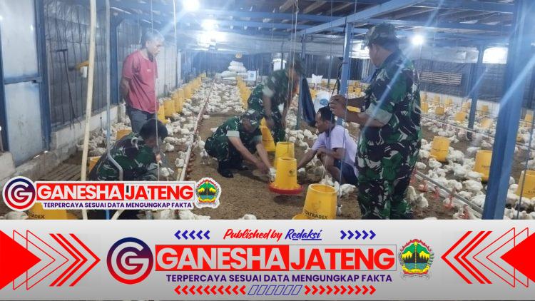 Babinsa Sambangi Kandang Ayam Potong, Pantau Kesehatan Hewan dan Ketersediaan Pangan Babinsa Sambangi Kandang Ayam Potong, Pantau Kesehatan Hewan dan Ketersediaan Pangan