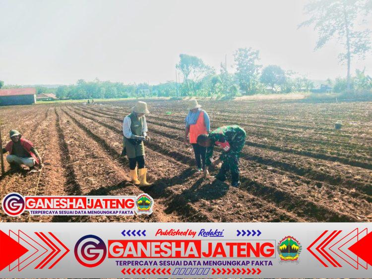 Dorong Ketahanan Pangan, Babinsa Simo Bantu Petani Tanam Jagung di Musim Kemarau