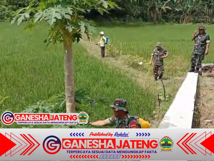 Babinsa Turun ke Sawah, Bantu Petani Basmi Hama dengan Penyemprotan Babinsa Turun ke Sawah, Bantu Petani Basmi Hama dengan Penyemprotan