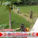 Babinsa Turun ke Sawah, Bantu Petani Basmi Hama dengan Penyemprotan Babinsa Turun ke Sawah, Bantu Petani Basmi Hama dengan Penyemprotan