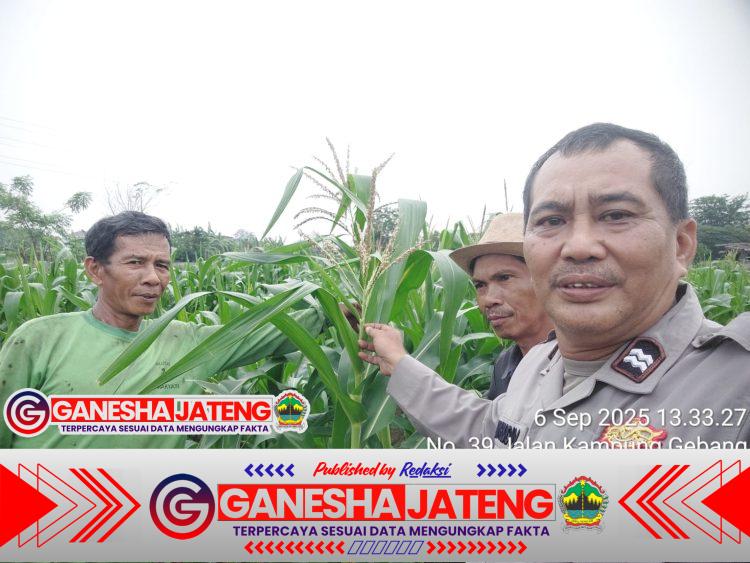 Bhabinkamtibmas Polsek Cikupa Cek Lahan Jagung Hibrida Dukung Program Ketahanan Pangan Bhabinkamtibmas Polsek Cikupa Cek Lahan Jagung Hibrida Dukung Program Ketahanan Pangan