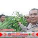 Bhabinkamtibmas Polsek Cikupa Cek Lahan Jagung Hibrida Dukung Program Ketahanan Pangan Bhabinkamtibmas Polsek Cikupa Cek Lahan Jagung Hibrida Dukung Program Ketahanan Pangan