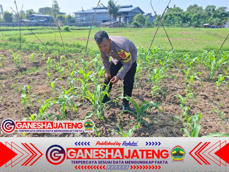 Bhabinkamtibmas Polsek Puloampel Pantau Lahan Jagung Kelompok Tani Sinar Jaya Bhabinkamtibmas Polsek Puloampel Pantau Lahan Jagung Kelompok Tani Sinar Jaya