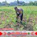 Bhabinkamtibmas Polsek Puloampel Pantau Lahan Jagung Kelompok Tani Sinar Jaya Bhabinkamtibmas Polsek Puloampel Pantau Lahan Jagung Kelompok Tani Sinar Jaya