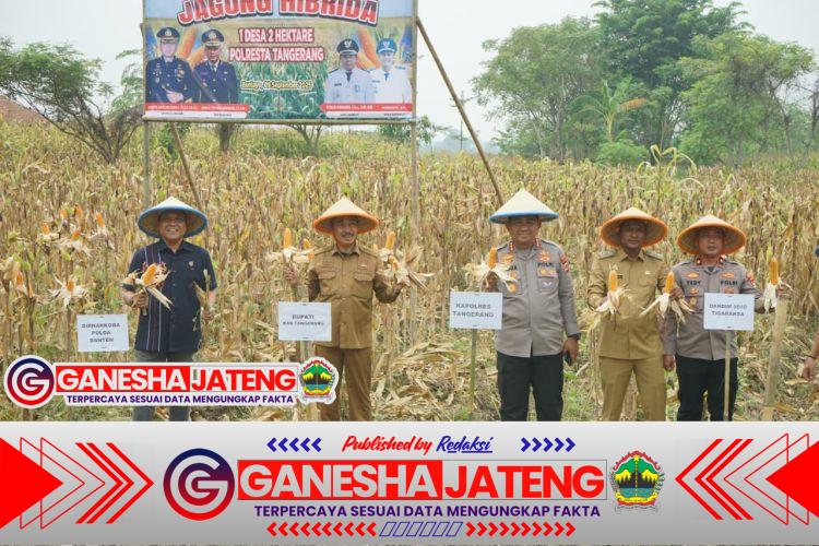 Polresta Tangerang Kembali Tanam Jagung Serentak di Lahan 25 Hektare Polresta Tangerang Kembali Tanam Jagung Serentak di Lahan 25 Hektare