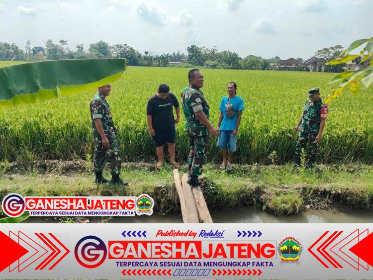 Babinsa Susuri Sawah, Pastikan Pengairan Lancar Untuk Dukung Ketahanan Pangan