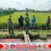 Babinsa Susuri Sawah, Pastikan Pengairan Lancar Untuk Dukung Ketahanan Pangan Babinsa Susuri Sawah, Pastikan Pengairan Lancar Untuk Dukung Ketahanan Pangan
