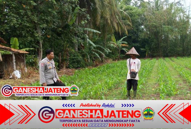 Bhabinkamtibmas Polsek Anyar Sambangi Petani Cek Lahan Jagung Dukung Program Ketahanan Pangan Nasional Bhabinkamtibmas Polsek Anyar Sambangi Petani Cek Lahan Jagung Dukung Program Ketahanan Pangan Nasional