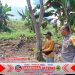 Bhabinkamtibmas Polsek Anyar Cek Lahan Jagung, Dukung Program Ketahanan Pangan Nasional Bhabinkamtibmas Polsek Anyar Cek Lahan Jagung, Dukung Program Ketahanan Pangan Nasional