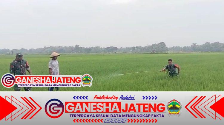 Babinsa Sigap Bantu Petani, Lakukan Penyemprotan Massal Cegah Hama Ulat Padi Babinsa Sigap Bantu Petani, Lakukan Penyemprotan Massal Cegah Hama Ulat Padi