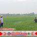 Babinsa Sigap Bantu Petani, Lakukan Penyemprotan Massal Cegah Hama Ulat Padi