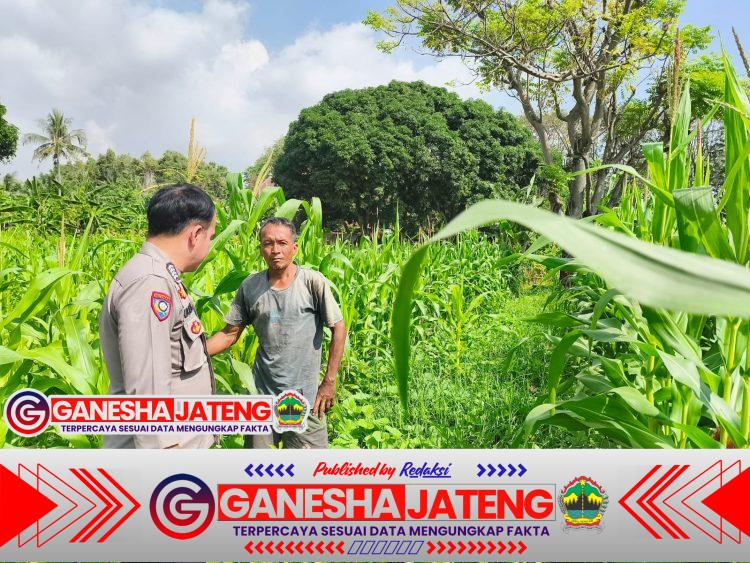 Bhabinkamtibmas Polsek Puloampel Pantau Lahan Jagung Poktan Sinar Jaya di Desa Sumuranja