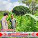 Bhabinkamtibmas Polsek Puloampel Pantau Lahan Jagung Poktan Sinar Jaya di Desa Sumuranja Bhabinkamtibmas Polsek Puloampel Pantau Lahan Jagung Poktan Sinar Jaya di Desa Sumuranja