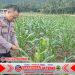 Bhabinkamtibmas Polsek Purwakarta Cek Tanaman Jagung Warga Binaan, Pastikan Pertumbuhan Bagus Bhabinkamtibmas Polsek Purwakarta Cek Tanaman Jagung Warga Binaan, Pastikan Pertumbuhan Bagus