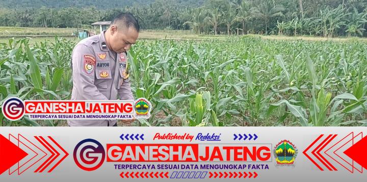 Bhabinkamtibmas Polsek Purwakarta Cek Tanaman Jagung Warga Binaan, Pastikan Pertumbuhan Bagus Bhabinkamtibmas Polsek Purwakarta Cek Tanaman Jagung Warga Binaan, Pastikan Pertumbuhan Bagus