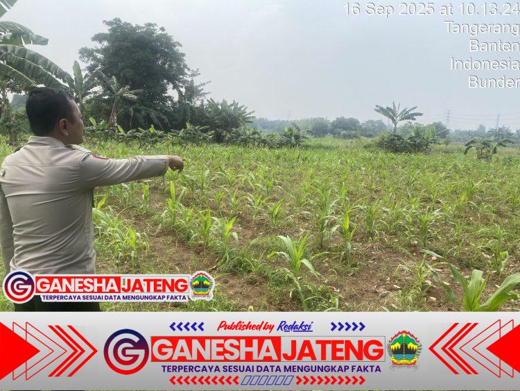 Polsek Cikupa Cek Lahan Jagung Program Ketahanan Pangan Polresta Tangerang Polsek Cikupa Cek Lahan Jagung Program Ketahanan Pangan Polresta Tangerang