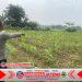 Polsek Cikupa Cek Lahan Jagung Program Ketahanan Pangan Polresta Tangerang