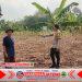 Polsek Anyar Lakukan Pengecekan Lahan Kepada Poktan Dalam Kesiapan Tanam Jagung Polsek Anyar Lakukan Pengecekan Lahan Kepada Poktan Dalam Kesiapan Tanam Jagung