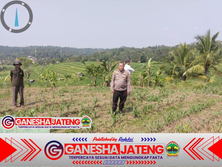 Bhabinkamtibmas Polsek Mancak Sambang dan Monitoring Jagung Hibrida Usia 28 Hari