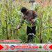 Bhabinkamtibmas Polsek Purwakarta Cek Tanaman Jagung Bersama Kelompok Tani