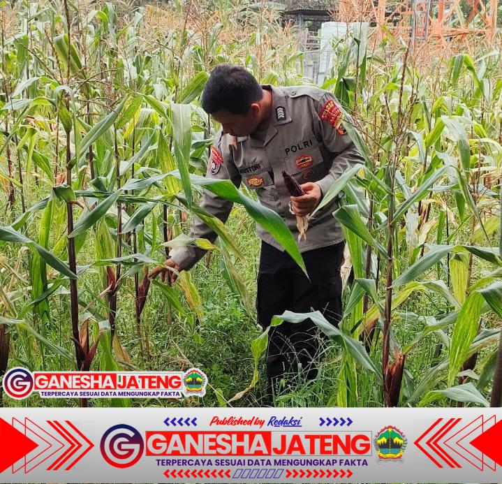 Bhabinkamtibmas Polsek Purwakarta Cek Tanaman Jagung Bersama Kelompok Tani Bhabinkamtibmas Polsek Purwakarta Cek Tanaman Jagung Bersama Kelompok Tani