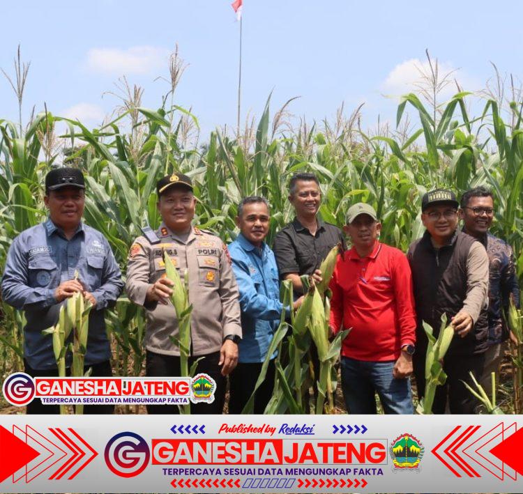 Kapolres Tanjab Barat dan Forkopimda Sukseskan Panen Raya Jagung Serentak Kapolres Tanjab Barat dan Forkopimda Sukseskan Panen Raya Jagung Serentak