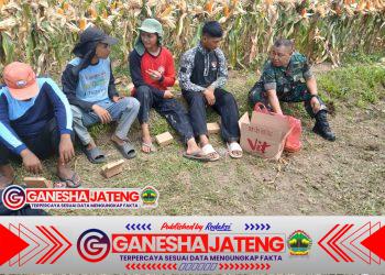 Babinsa Koramil 01/Boyolali Turun ke Sawah, Bantu Panen Jagung dan Dorong Ketahanan Pangan