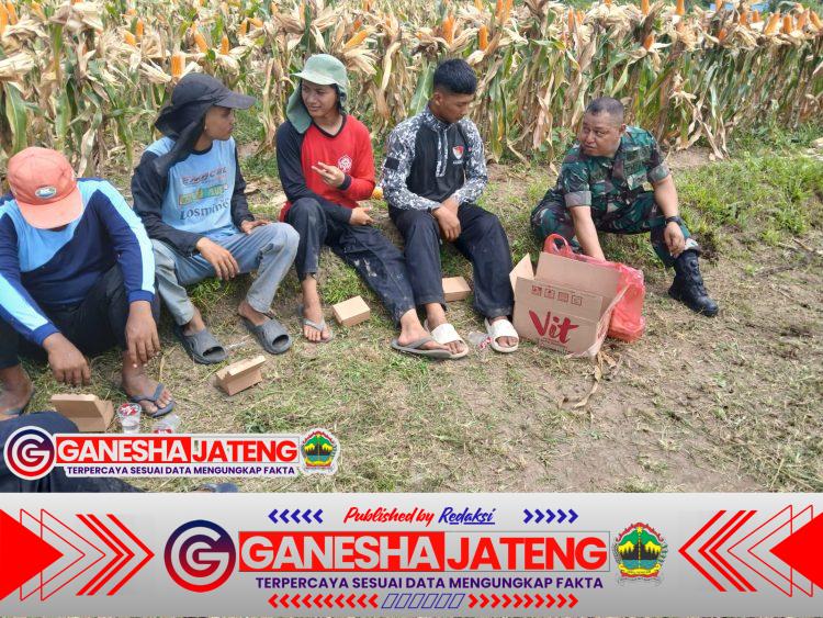 Babinsa Koramil 01/Boyolali Turun ke Sawah, Bantu Panen Jagung dan Dorong Ketahanan Pangan