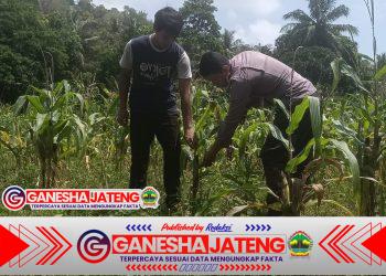 Bhabinkamtibmas Polsek Puloampel Dampingi Kelompok Tani Sinar Jaya Pantau Lahan Jagung di Desa Sumuranja