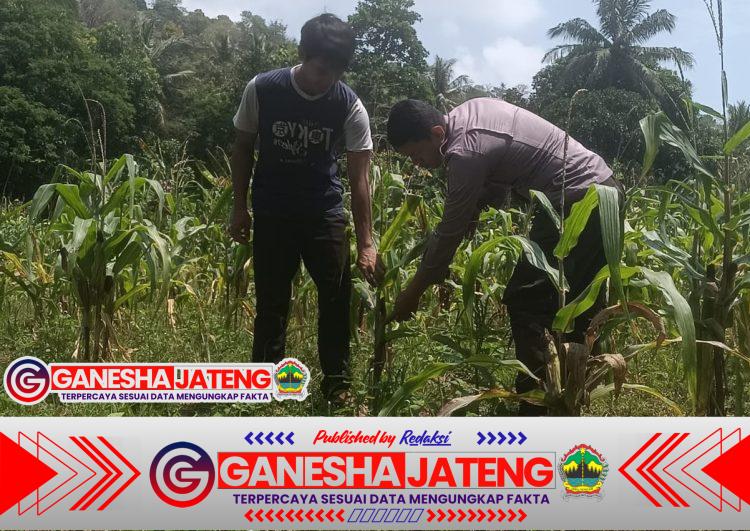 Bhabinkamtibmas Polsek Puloampel Dampingi Kelompok Tani Sinar Jaya Pantau Lahan Jagung di Desa Sumuranja Bhabinkamtibmas Polsek Puloampel Dampingi Kelompok Tani Sinar Jaya Pantau Lahan Jagung di Desa Sumuranja