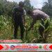 Bhabinkamtibmas Polsek Puloampel Dampingi Kelompok Tani Sinar Jaya Pantau Lahan Jagung di Desa Sumuranja