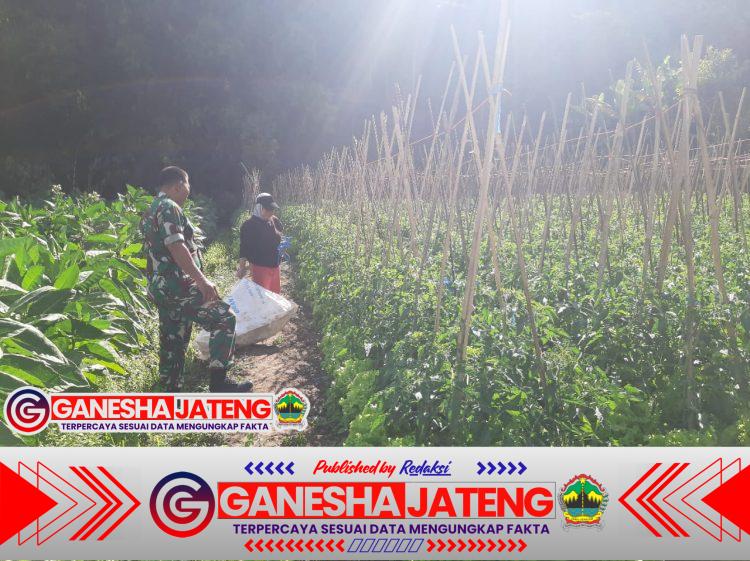 Babinsa Selo Dampingi Petani Wujudkan Swasembada Pangan