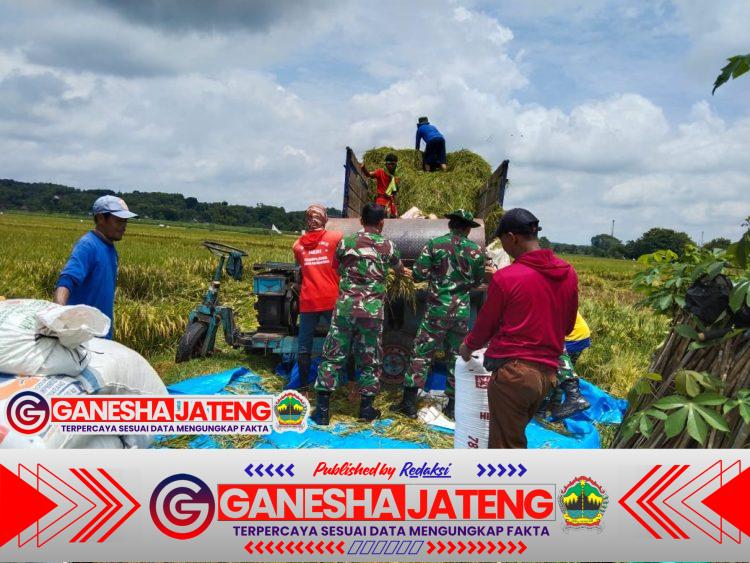 Musim Panen Tiba, Babinsa Hadir di Sawah Dampingi Petani Musim Panen Tiba, Babinsa Hadir di Sawah Dampingi Petani