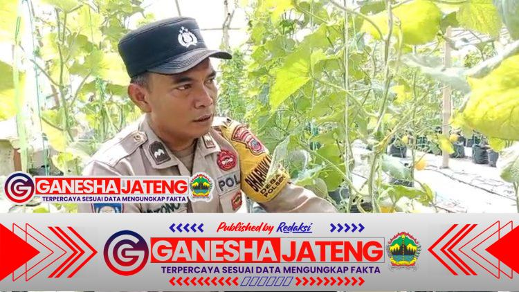 Dari Tanah Kosong Jadi Ladang Harapan: Ketulusan Aipda Mistono Berbuah Inspirasi