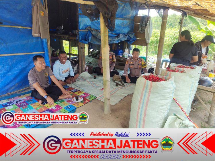 Kapolsek Banjar Agung Tinjau Lahan Cabai, Terungkap Fakta Mengejutkan Soal Hasil Panen Kapolsek Banjar Agung Tinjau Lahan Cabai, Terungkap Fakta Mengejutkan Soal Hasil Panen