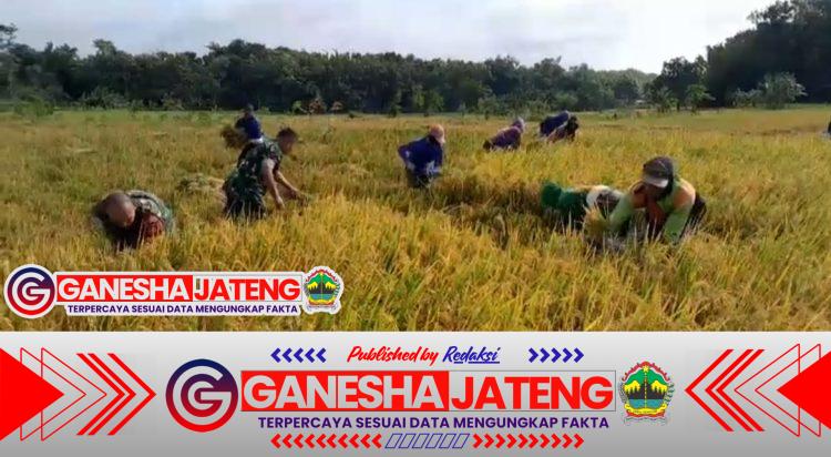 Babinsa Membaur Dengan Petani Saat Panen Padi 