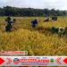 Babinsa Membaur Dengan Petani Saat Panen Padi 
