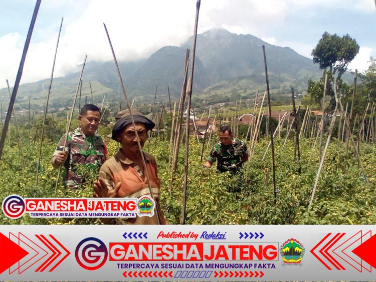 Babinsa Cepogo Turun ke Sawah, Bantu Petani Panen Cabai Demi Ketahanan Pangan Babinsa Cepogo Turun ke Sawah, Bantu Petani Panen Cabai Demi Ketahanan Pangan