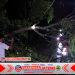 Babinsa Sertu Budi Utomo Sigap Tangani Pohon Tumbang, Akses Warga Simo Kembali Normal Babinsa Sertu Budi Utomo Sigap Tangani Pohon Tumbang, Akses Warga Simo Kembali Normal