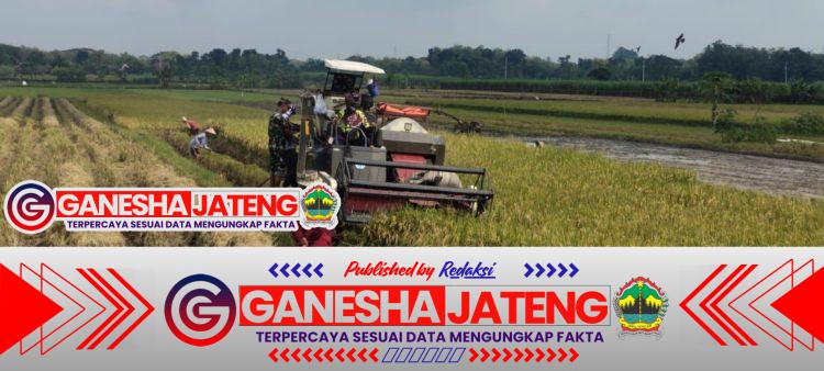 Efisiensi Kerja, Babinsa Bantu Petani Panen Padi Menggunakan Mesin Combi Efisiensi Kerja, Babinsa Bantu Petani Panen Padi Menggunakan Mesin Combi