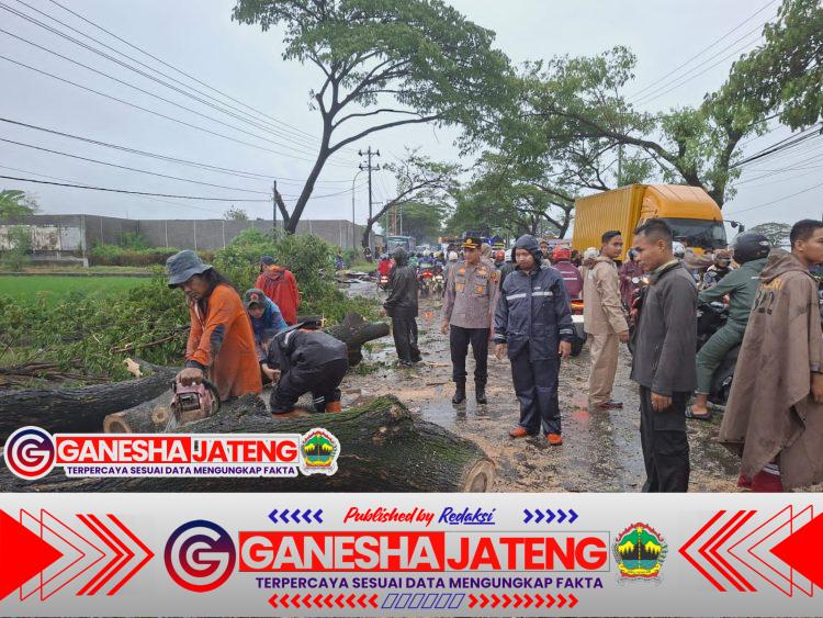 Hujan Deras Disertai Angin Kencang yang Mengguyur Wilayah Kabupaten Kudus Menyebabkan Sebuah Pohon Tumbang di Jalan Bea Cukai Batam Gagalkan Penyelundupan Barang Kiriman